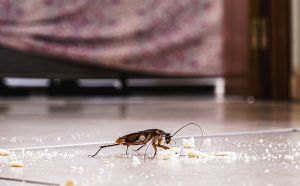 高雄除蟑螂
