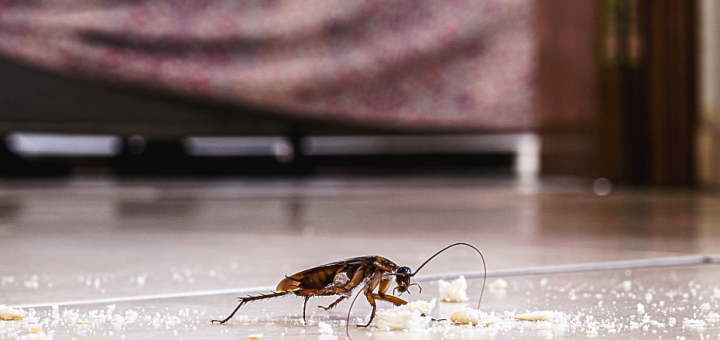高雄除蟑螂