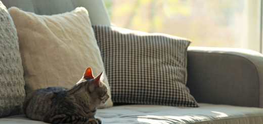 高雄貓抓布沙發