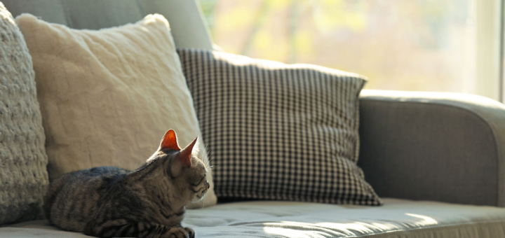 高雄貓抓布沙發